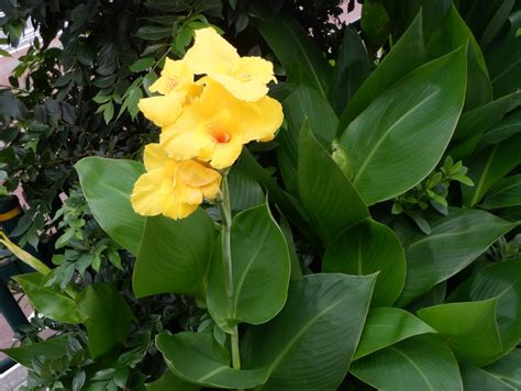 漱蘭蕉|Canna indica